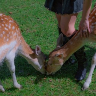 GARDENS - Flaws (ltd transparent red vinyl) LP