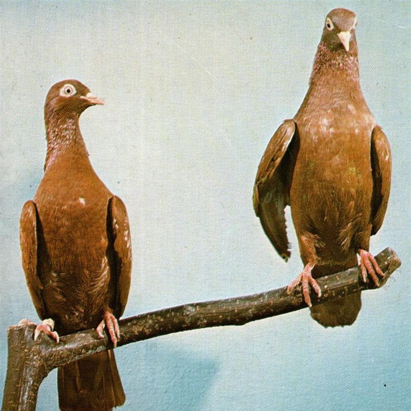 J.C. SATAN - Hell death samba CD